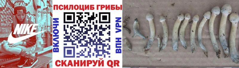 blacksprut зеркало  наркотики  Строитель  Псилоцибиновые грибы MAGIC MUSHROOMS 