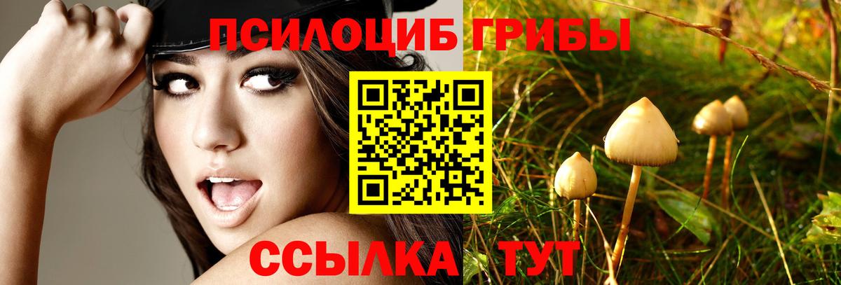 Галлюциногенные грибы Cubensis Строитель